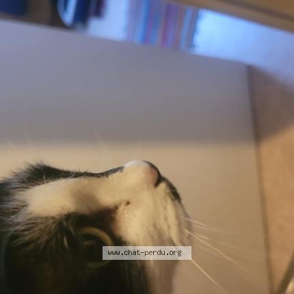Photo de chat trouvé à Orvault