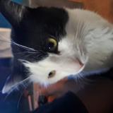 Photo de chat perdu à Andresy