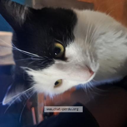 Photo 1/1 Chat retrouvé Perdu à Andresy