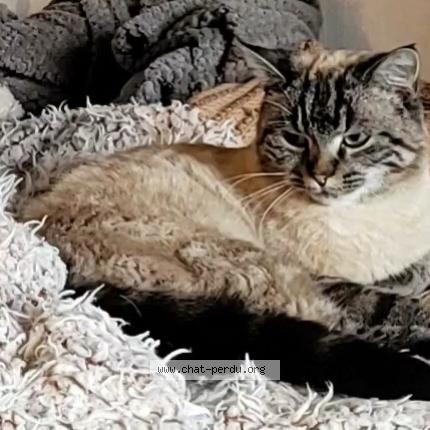 Photo 1/1 Chat retrouvé Perdu à Confort Meilars