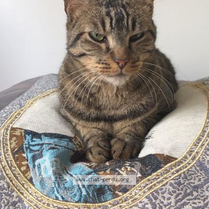 Photo de chat perdu à Bussy Saint Georges