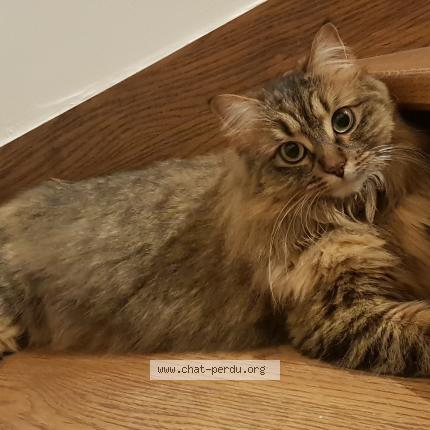 Photo de chat perdu à Argenteuil