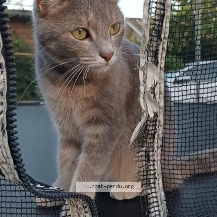 Photo 1/1 Chat retrouvé Perdu à Fargues