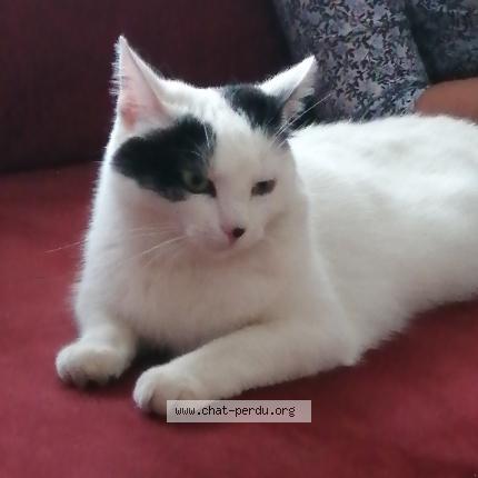 Photo 1/1 Chat retrouvé Perdu à Evin Malmaison