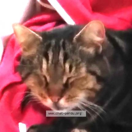 Photo de chat perdu à Nogent Sur Marne