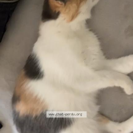 Photo de chat perdu à Gigean