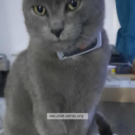 Photo de chat perdu à Persan