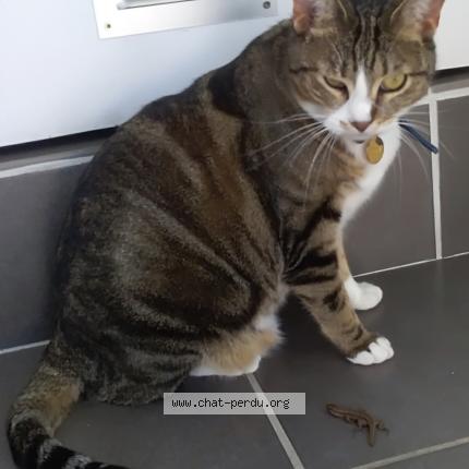 Photo 1/1 Chat retrouvé Perdu à Montauban