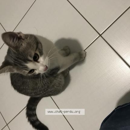 Photo de chat trouvé à Vitry Sur Seine