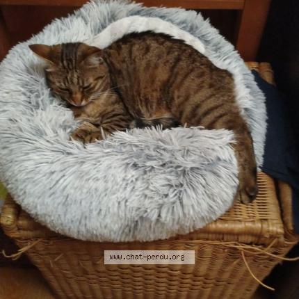 Photo 1/1 Chat retrouvé Perdu à Orleans