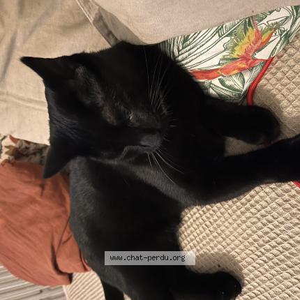 Photo 1/1 Chat retrouvé Perdu à Bordeaux
