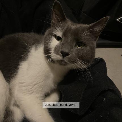 Photo 1/1 Chat retrouvé Trouvé à Vaudreuil Dorion