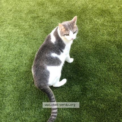 Photo de chat perdu à Seiches Sur Le Loir