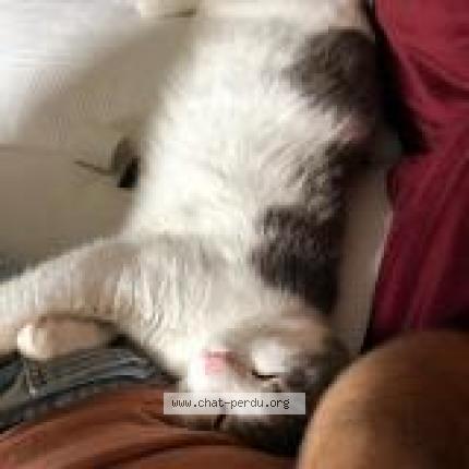 Photo 2/2 Chat retrouvé Perdu à Seiches sur le loir