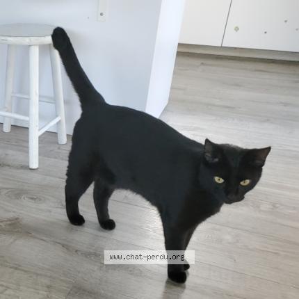 Photo 1/1 Chat retrouvé Perdu à Le Tallan Medoc