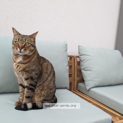 Photo de chat perdu à Saint Nazaire
