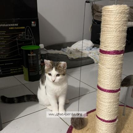 Photo 1/1 Chat retrouvé Perdu à Saint Laurent Nouan