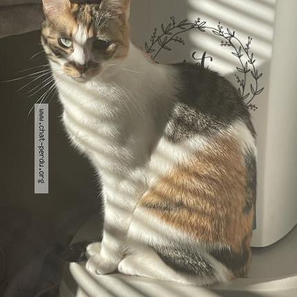 Photo 1/1 Sortilège Chat perdu à Nantes
