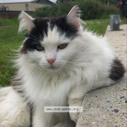 Photo de chat perdu à Rospez