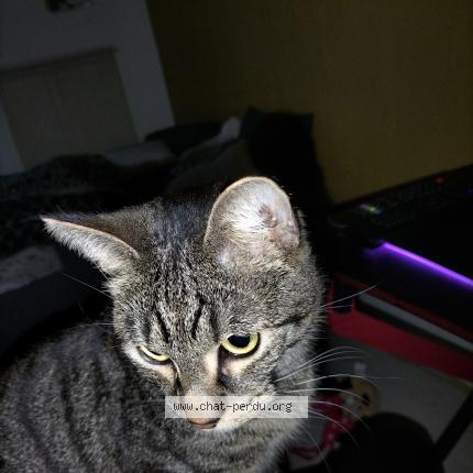 Photo 1/1 Chat retrouvé Perdu à Raon L Etape