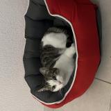 Photo de chat perdu à Loyettes