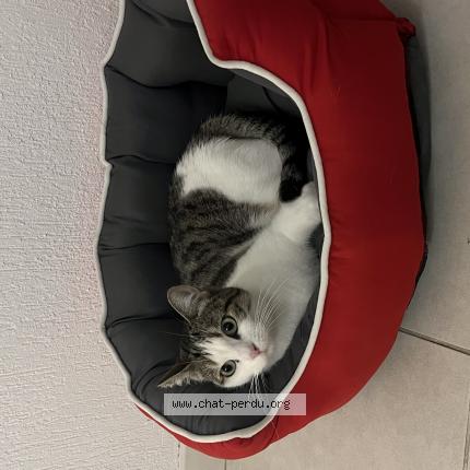 Photo 1/1 Chat retrouvé Perdu à Loyettes
