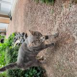 Photo de chat trouvé à Laigne