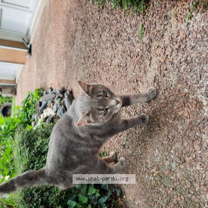 Photo 1/1 Chat retrouvé Trouvé à Laigne