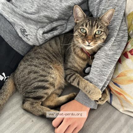 Photo de chat perdu à Maisons Alfort