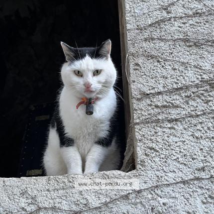 Photo 1/1 Chat retrouvé Trouvé à Les Eyzies