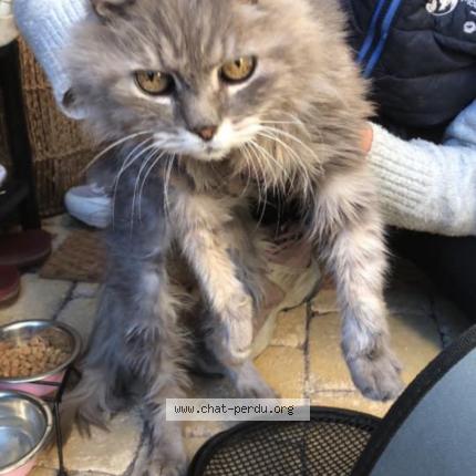 Photo 1/1 Chat retrouvé Trouvé à Istres