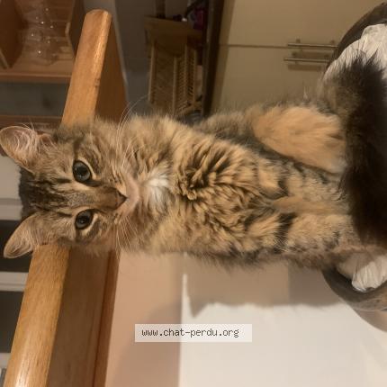 Photo de chat perdu à Amiens
