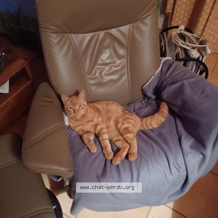 Photo 1/1 Chat retrouvé Perdu à Notre Dame De Monts