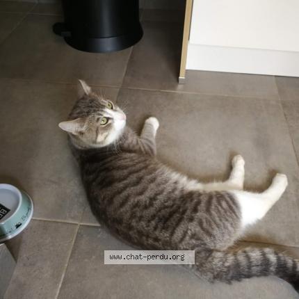 Photo de chat perdu à Murs Erigne