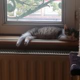 Photo de chat perdu à Houilles