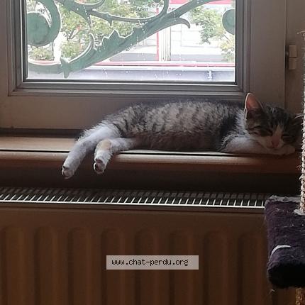 Photo 1/1 Chat retrouvé Perdu à Houilles