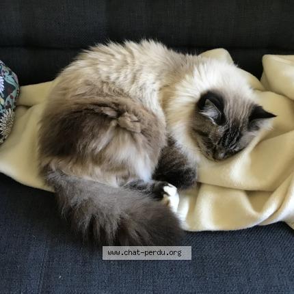 Photo de chat perdu à Angers