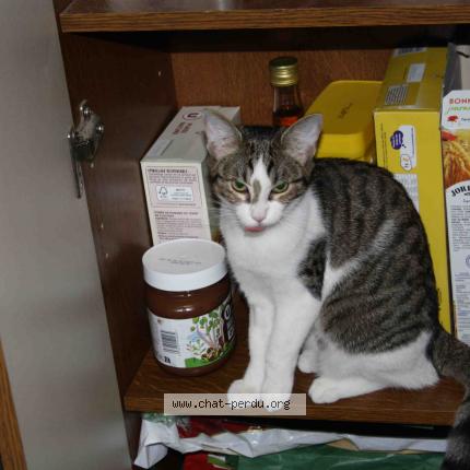 Photo 1/1 Chat retrouvé Perdu à Chartres de bgne