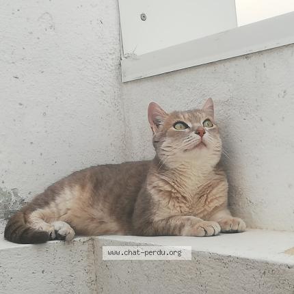 Photo 1/1 Chat retrouvé Perdu à Villeurbanne