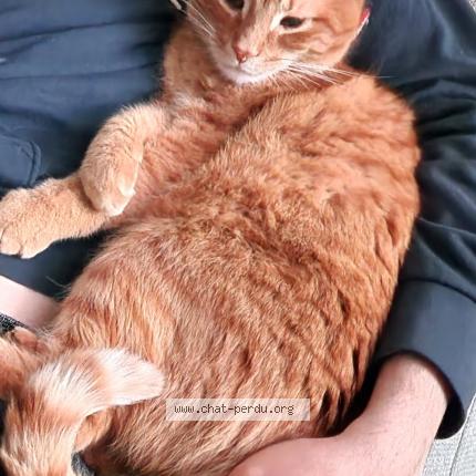 Photo de chat perdu à St Egreve