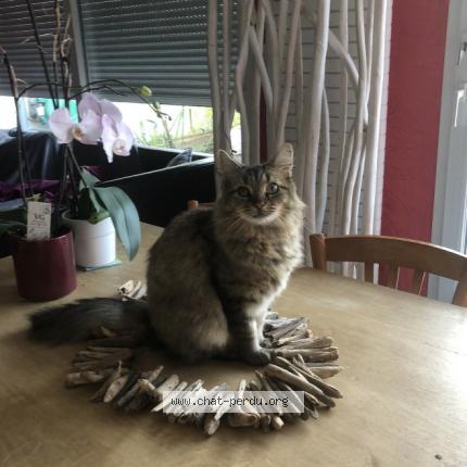 Photo 1/1 Chat retrouvé Perdu à Amiens