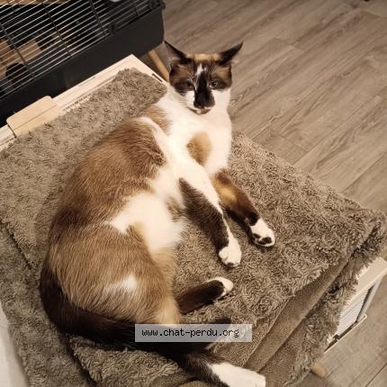 Photo de chat perdu à Le Thuit Signol