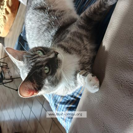 Photo 1/1 Chat retrouvé Perdu à Seclin