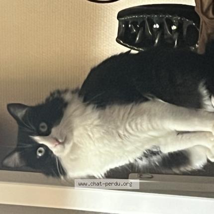 Photo 1/1 Chat retrouvé Perdu à Toulouse
