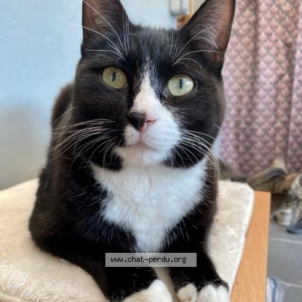 Photo 1/1 Chat retrouvé Perdu à Tremblay En France