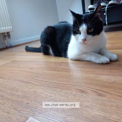Photo 1/1 Chat retrouvé Perdu à Quimper 29000
