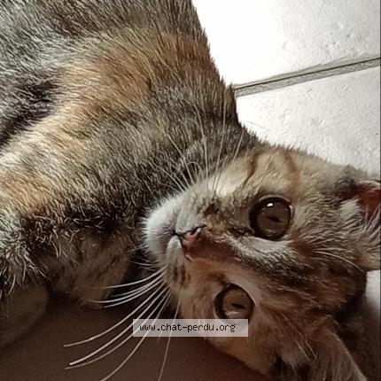 Photo de chat perdu à Sizun