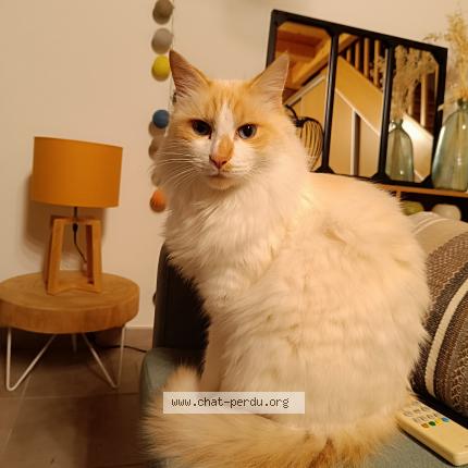 Photo de chat perdu à La Haye Fouassiere