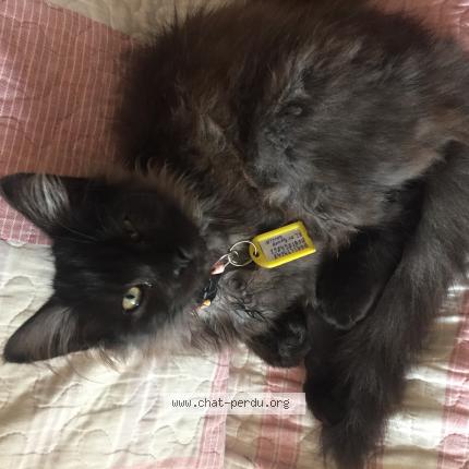 787865 Nuisette chat perdu a PORNICHET Chat Perdu France
