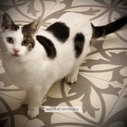 Photo 1/1 Chat retrouvé Perdu à Siegen